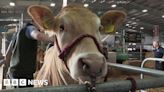 Balmoral Show: From cute cows to affable alpaca