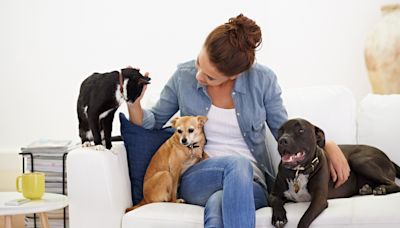 How much does a pet sitter cost? Everything you need to know