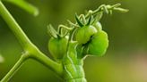 12 Tomato Plant Pests to Watch Out for and How to Get Rid of Them Fast