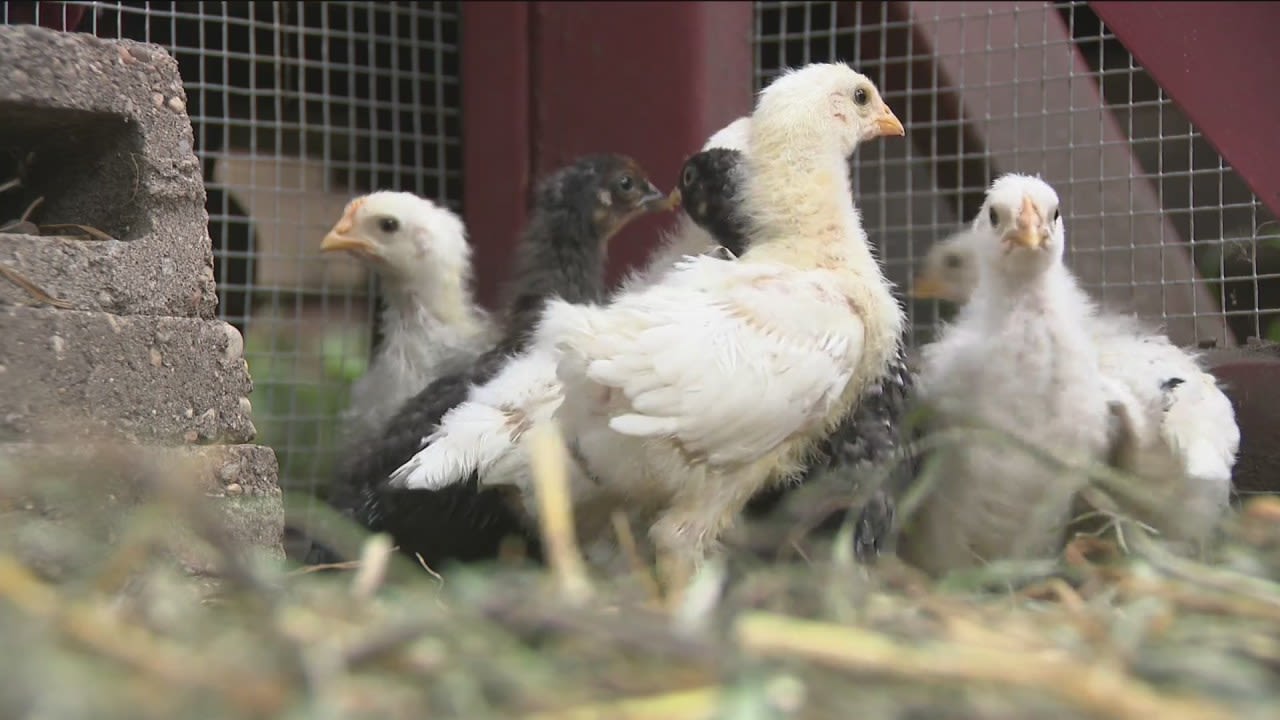 Urban chicken farmers plan to fight new restrictions on flocks from Des Moines City Council members