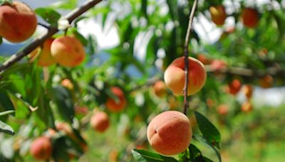 Here's Which State Grows The Most Peaches (It's Not Where You Think)