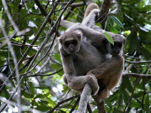 Cuatro datos pocos conocidos sobre el primate más grande de América