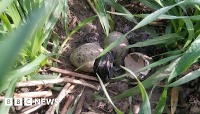 Barton farm flying high as record endangered lapwings breed