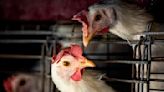 La OMS confirmó la primera muerte por un nuevo tipo de gripe aviar | Ocurrió en México