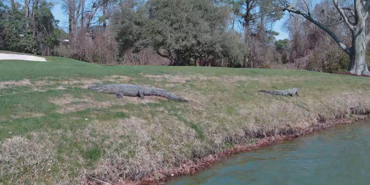 Dunes Golf and Beach Club on its alligator community: ‘Give them their space’