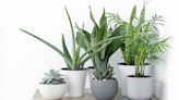 Which house plants reduce stress? These 8 will relieve anxiety and help you relax, say experts