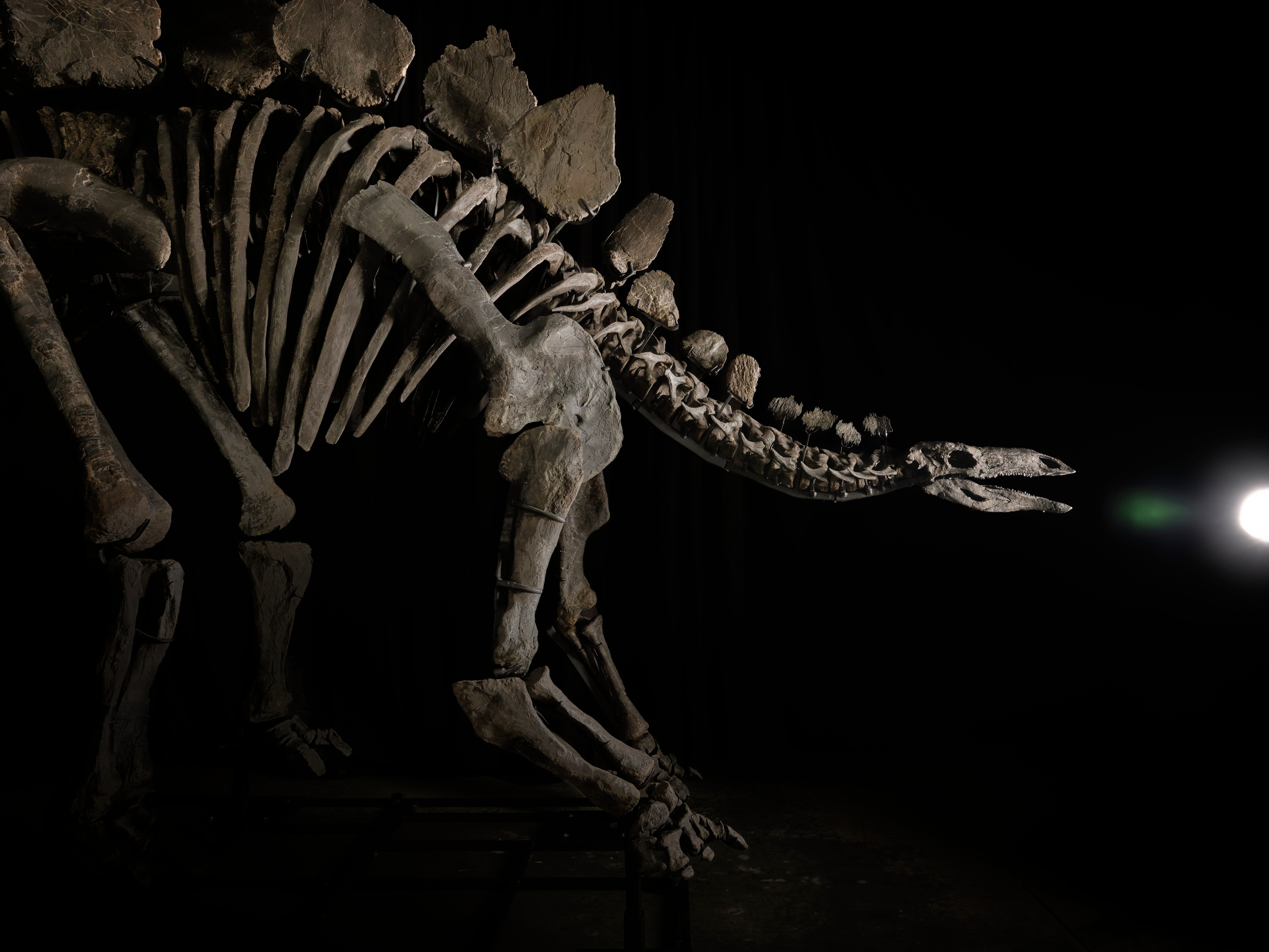 5 things to know about Apex, Kenneth Griffin's recently purchased stegosaurus skeleton