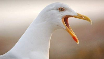 Nesting gull added £460k to building demolition bill