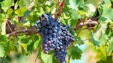 Mourvedre — A Guide to the Basics