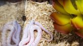 Gorgeous Pink Corn Snake Has Ridiculously Romantic Enclosure