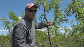 Warm spring brings good news to berry farmers
