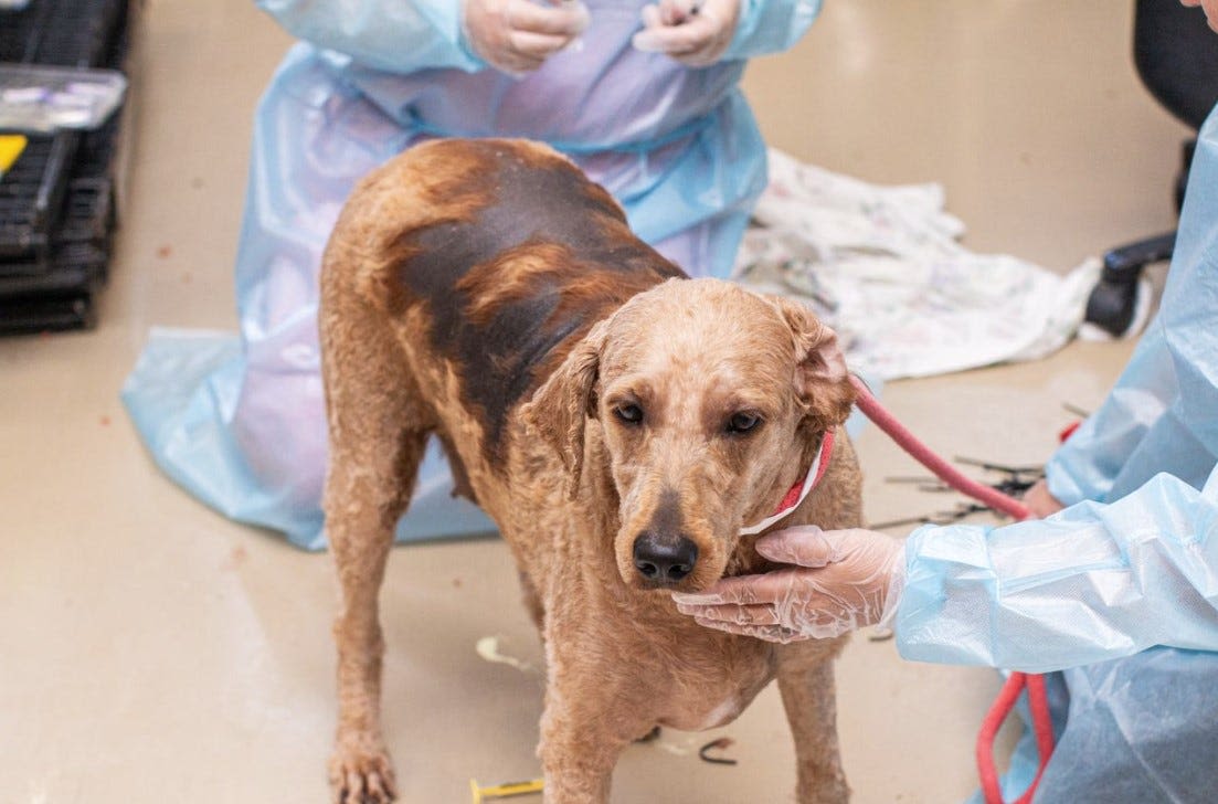 ARL saves nearly 50 more dogs from Boone County puppy mill - months after initial rescue