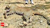 Machia Safari Park closed for visitors due to leopard's presence | Jodhpur News - Times of India