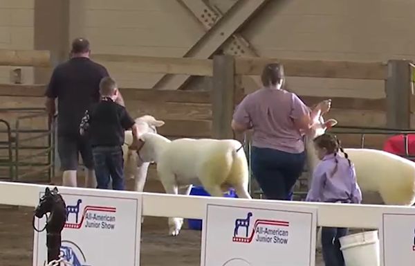 All-American Junior Sheep Show returns to Michigan