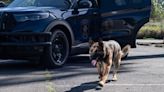 Seattle Police Foundation launches fundraiser to purchase bulletproof vests for K9 dogs