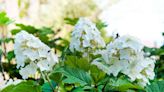 How to Plant and Grow Oakleaf Hydrangea