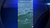 Video shows partygoers dumping dollar bills into Biscayne Bay - WSVN 7News | Miami News, Weather, Sports | Fort Lauderdale