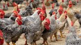 國人每年吃逾2億隻雞 AI幫忙養雞「效率提升5成」