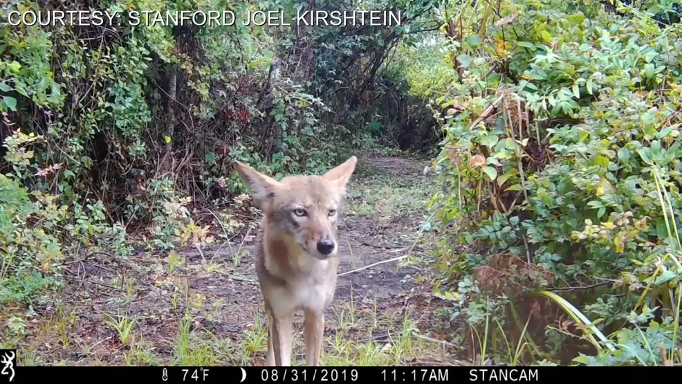 Learning to coexist with thriving coyotes on South Carolina's coast