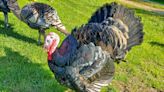 Some turkeys are so big they have a hard time walking, but scientists have found ways to breed healthier birds