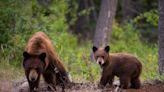 Bear and 2 cubs killed and dumped, CO rangers say. Social media leads to man’s arrest