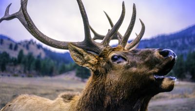 Careless tourists caught mobbing giant elk for photos at Canadian National Park