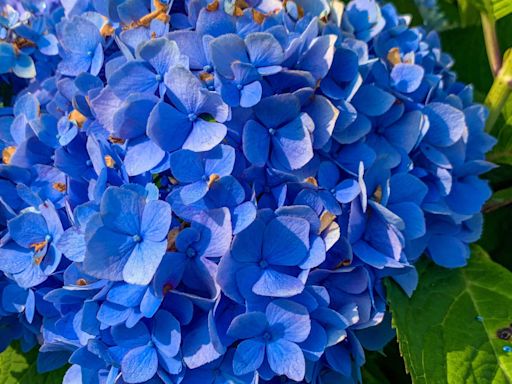 Do your hydrangeas look great this year? Here's why this is a great year for blooms