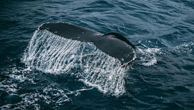 Exceptionally rare whale, which soon may go extinct, spotted in Ireland
