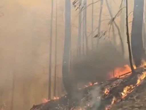 Estudio revela los daños que el humo de los incendios forestales causan al cerebro