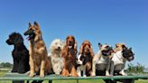 10 Most Popular Dog Breeds, American Kennel Club Data Reveals