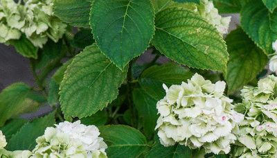 Which hydrangea should I plant? Experts explain how to choose the right variety for your garden