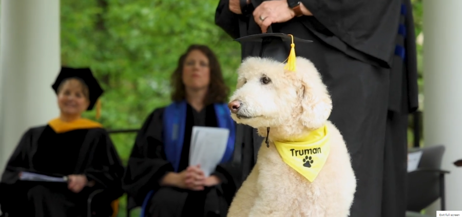 Elizabethtown College therapy dog receives honorary “dog-gree”