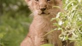 Lion cubs receive their first health check at London Zoo