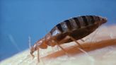 New bedbug technology being used to protect athletes at Olympic Games