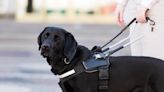 32 things to know about service dogs