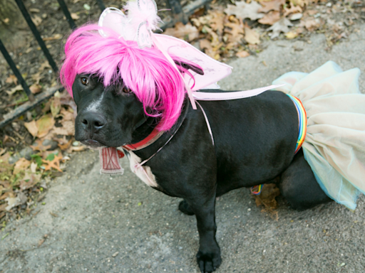 Pittie Dresses up as Chappell Roan for Shelter’s ‘Pride Pawrade’ and Everyone Is Cheering