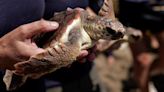 Bigger and fitter, rescued loggerhead turtles set free on beach in Spain