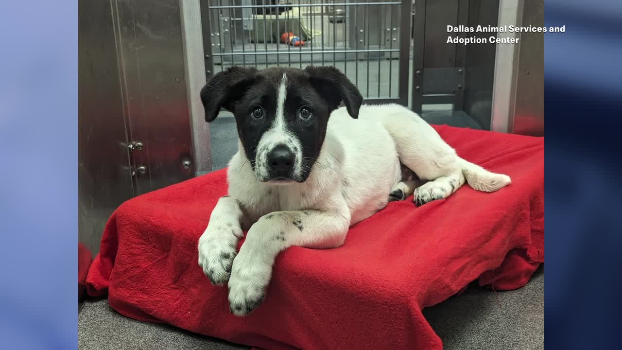 Dallas Animal Shelter dealing with extreme overcrowding, offers free adoptions this weekend