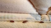 Don’t bring bed bugs home. Check out these tips for safe travel in Kentucky and beyond