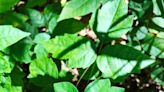 Scrub Hub: Climate change making poison ivy even more of a pain in the rash