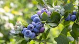 How to Grow Delicious Blueberries You Can Harvest Year After Year