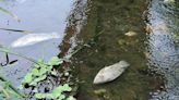 Cientos de peces aparecen muertos en río Las Nutrias en Juchitán, uno de los más contaminados de Oaxaca