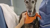 Dogs comfort intensive care patients as Spanish hospital introduces furry friends for wellbeing