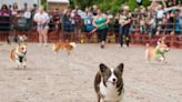 Fast and furriest: Corgis' little legs kick for finish at Saline Celtic Festival