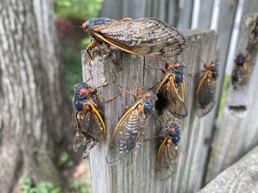 Cicada double invasion to "utterly cover" parts of the US, ecologist says