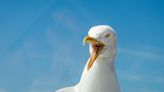 'Gull champion' fighting 'seagull menace' amid divebombing attacks