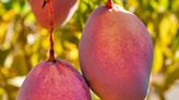 Best Subtropical Fruit Trees: 8 Exotic Fruits To Grow In Your Garden