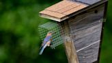 Metroparks Meetup: How nesting boxes brought back the bluebird