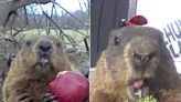 A groundhog named Chunk has for years been raiding a Delaware man's garden and eating his veggies in front of his surveillance cameras