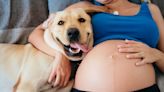 My dog sensed all 4 of my pregnancies before I did. Vets say this is not uncommon.